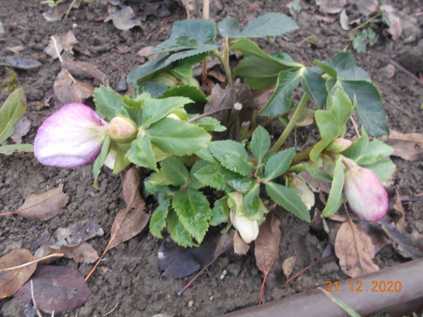  - 1Azalee-rhododendroni-heleborusi-hortensii-hoste 2020