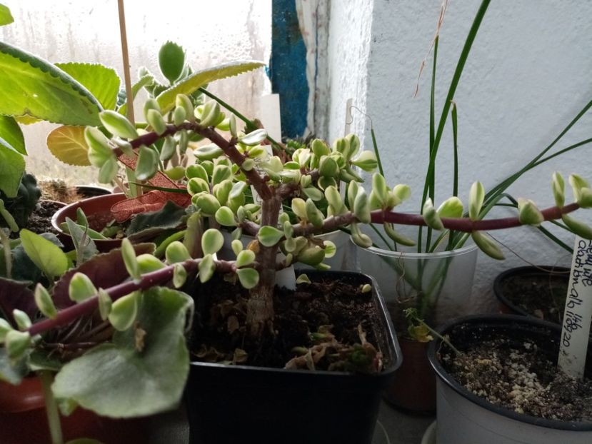  - Plantele de la Epurare 2020