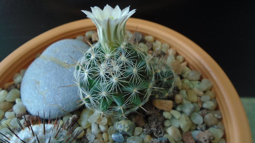 Mammillaria coahuilensis ssp. albiarmata (Schwartzii) - Cactusi 2020 final de an
