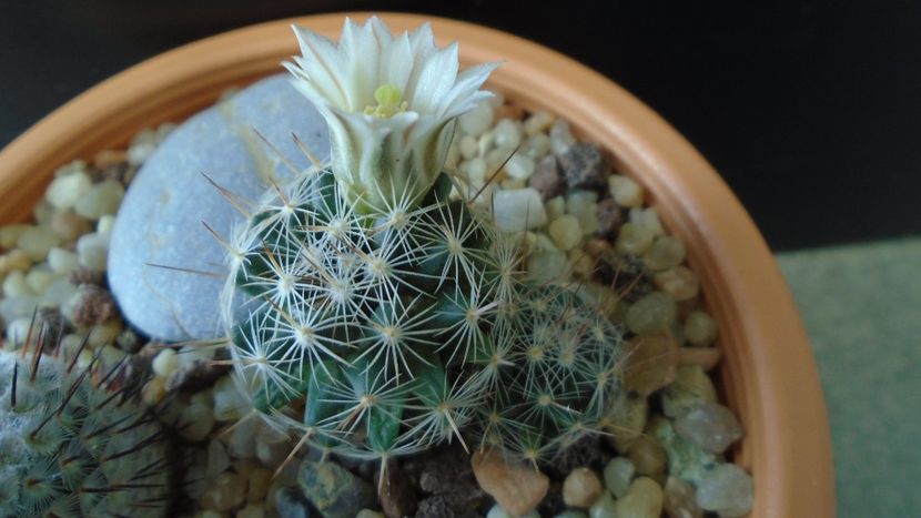 Mammillaria coahuilensis ssp. albiarmata (Schwartzii) - Cactusi 2020 final de an