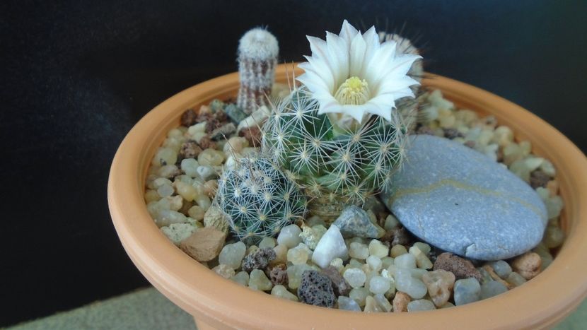 Mammillaria coahuilensis ssp. albiarmata (Schwartzii) - Cactusi 2020 final de an