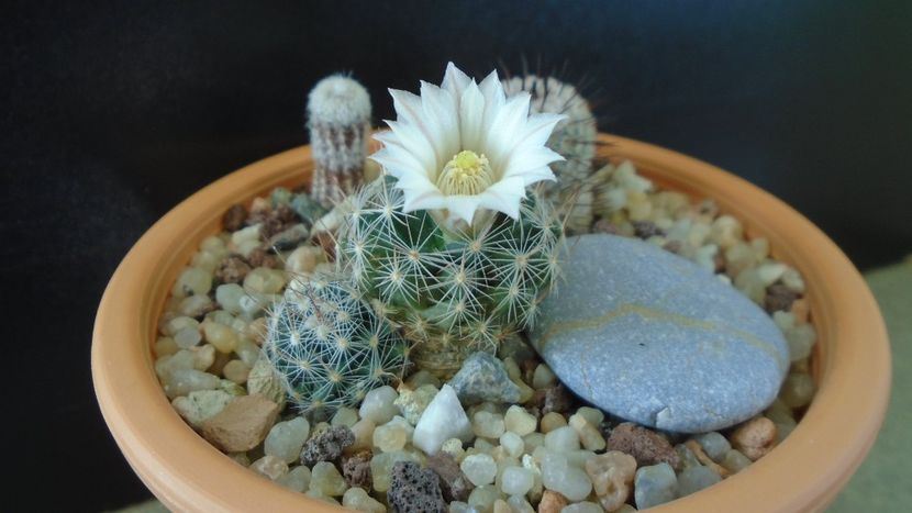 Mammillaria coahuilensis ssp. albiarmata (Schwartzii) - Cactusi 2020 final de an