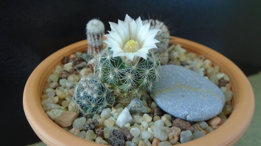 Mammillaria coahuilensis ssp. albiarmata (Schwartzii) - Cactusi 2020 final de an