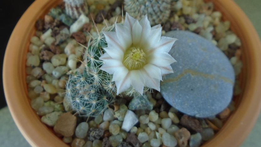 Mammillaria coahuilensis ssp. albiarmata (Schwartzii) - Cactusi 2020 final de an