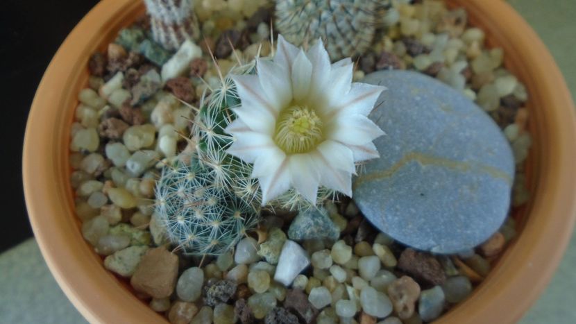 Mammillaria coahuilensis ssp. albiarmata (Schwartzii) - Cactusi 2020 final de an