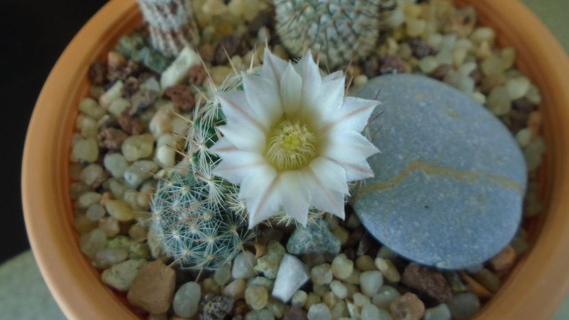 Mammillaria coahuilensis ssp. albiarmata (Schwartzii) - Cactusi 2020 final de an