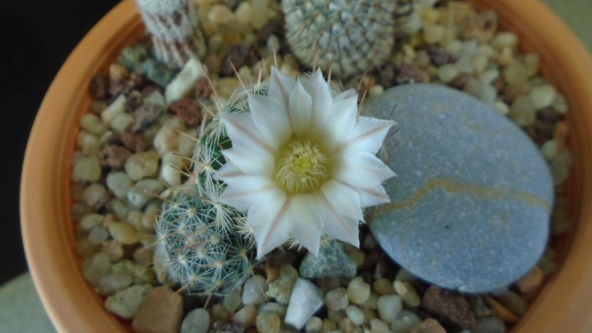 Mammillaria coahuilensis ssp. albiarmata (Schwartzii) - Cactusi 2020 final de an