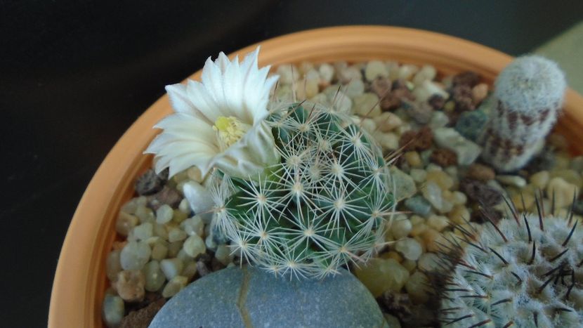 Mammillaria coahuilensis ssp. albiarmata (Schwartzii) - Cactusi 2020 final de an
