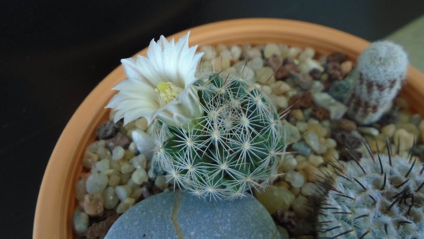 Mammillaria coahuilensis ssp. albiarmata (Schwartzii) - Cactusi 2020 final de an