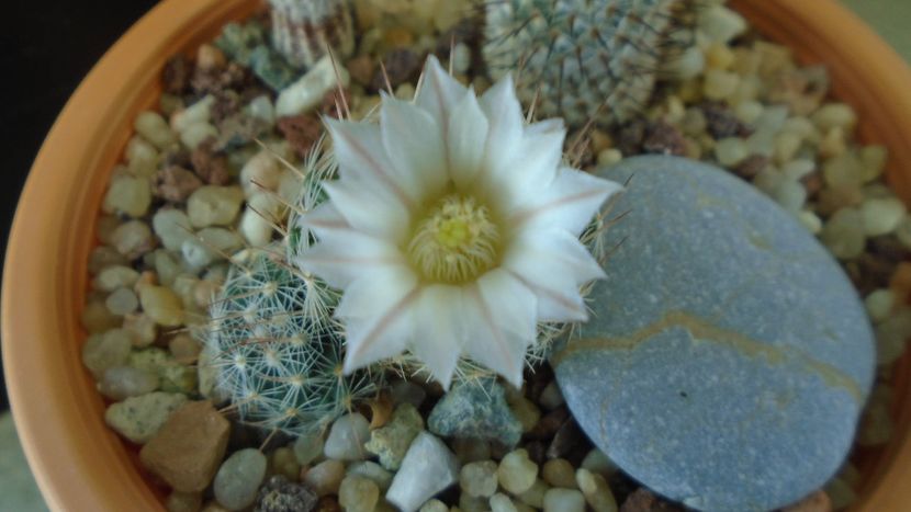 Mammillaria coahuilensis ssp. albiarmata (Schwartzii) - Cactusi 2020 final de an