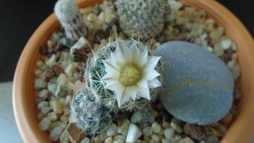 Craciun 2020 - Mammillaria coahuilensis ssp. albiarmata (Schwartzii) - Flori in plina iarna