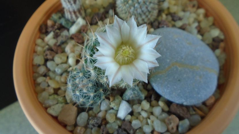 Craciun 2020 - Mammillaria coahuilensis ssp. albiarmata (Schwartzii) - Flori in plina iarna