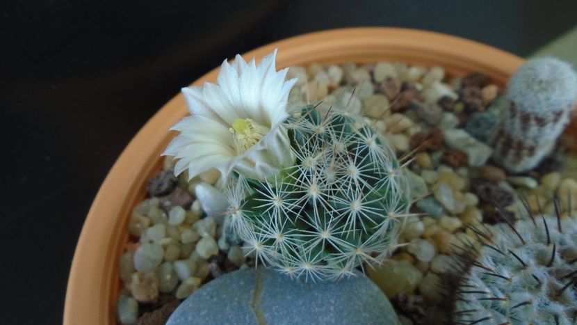 Craciun 2020 - Mammillaria coahuilensis ssp. albiarmata (Schwartzii) - Flori in plina iarna