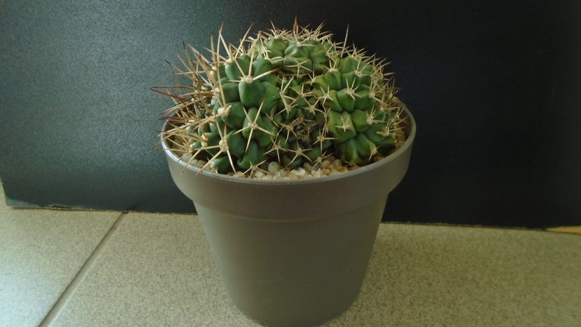 Gymnocalycium sp., colonie - Cactusi 2020 Gymnocalycium