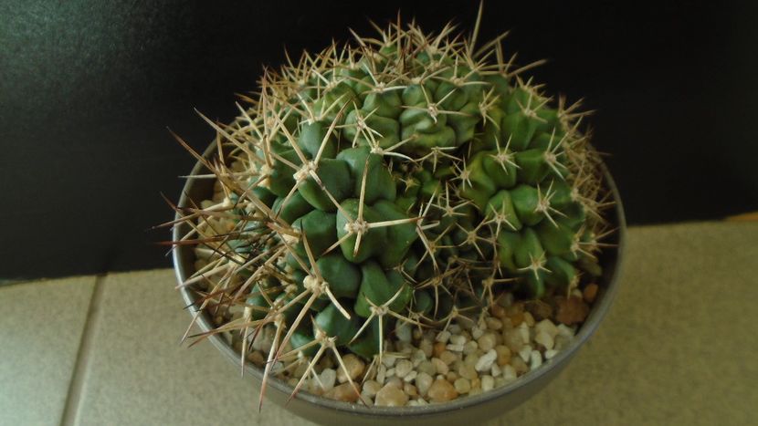 Gymnocalycium sp., colonie - Cactusi 2020 Gymnocalycium