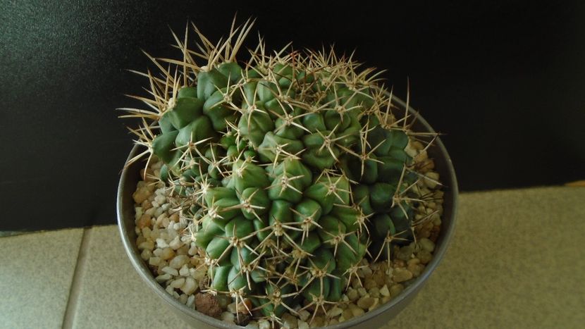 Gymnocalycium sp., colonie - Cactusi 2020 Gymnocalycium