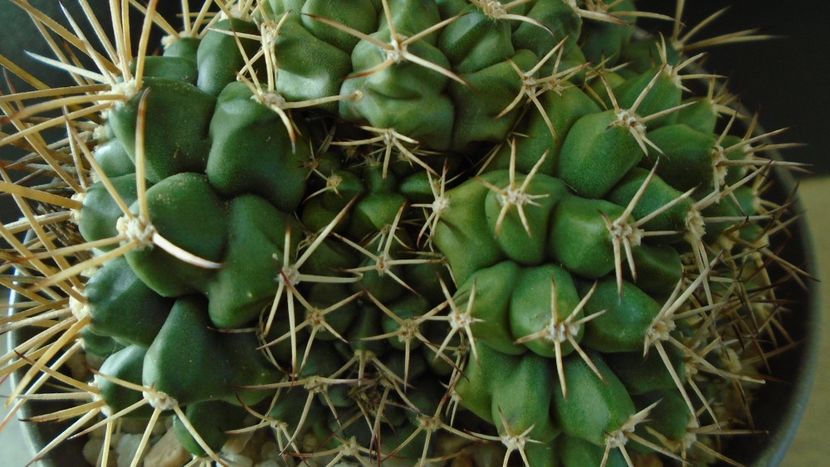 Gymnocalycium sp., colonie - Cactusi 2020 Gymnocalycium