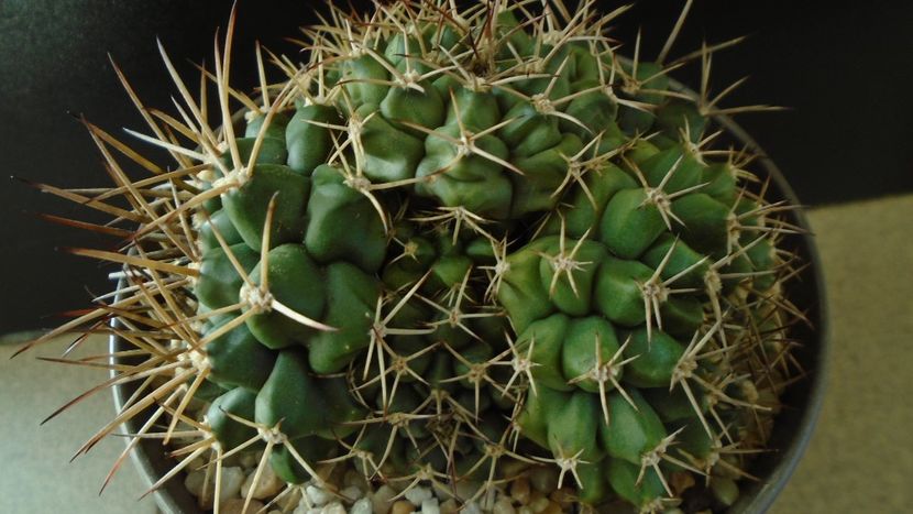 Gymnocalycium sp., colonie - Cactusi 2020 Gymnocalycium