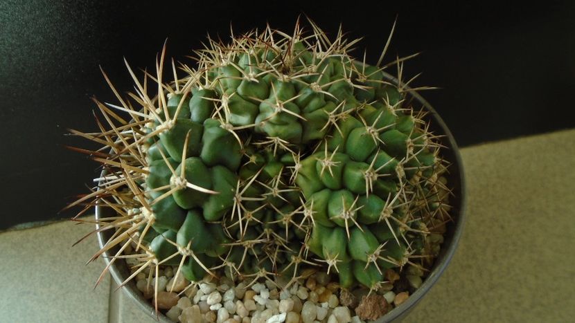 Gymnocalycium sp., colonie - Cactusi 2020 Gymnocalycium