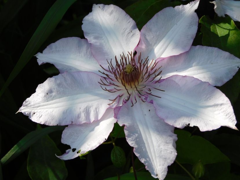  - Clematite 2020