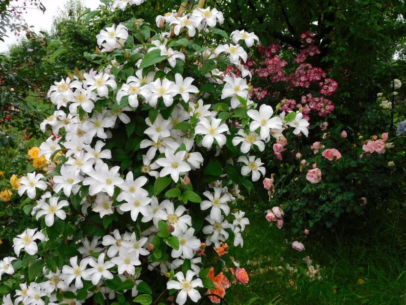  - Clematite 2020