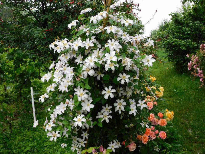  - Clematite 2020