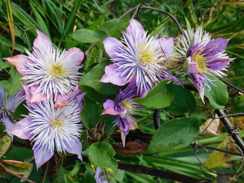  - Clematite 2020