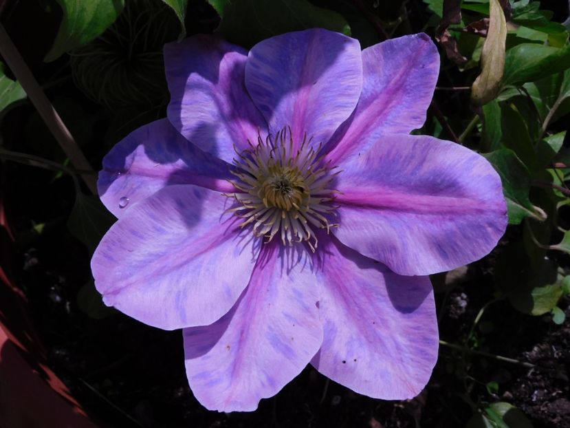  - Clematite 2020