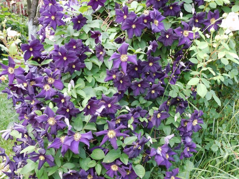  - Clematite 2020
