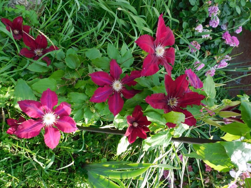  - Clematite 2020