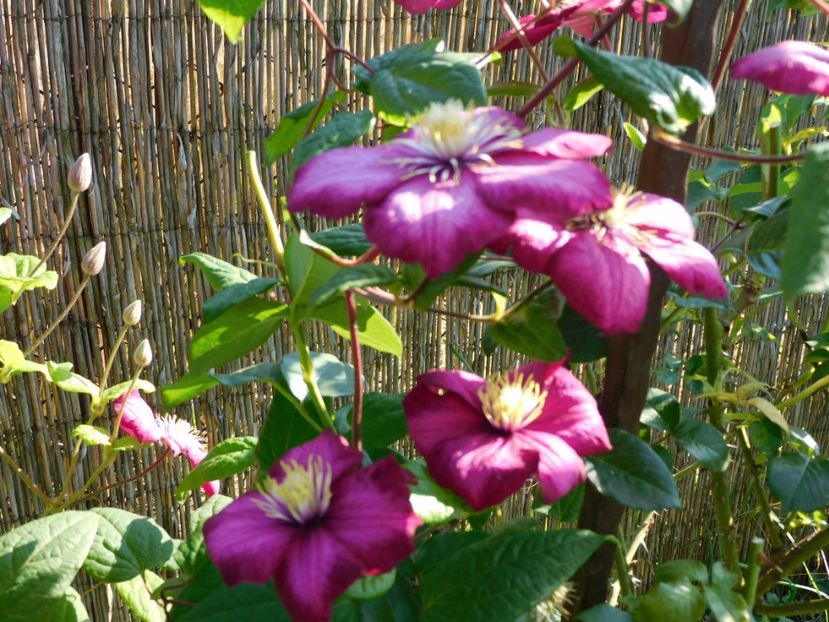  - Clematite 2020