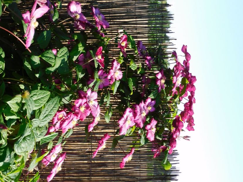  - Clematite 2020