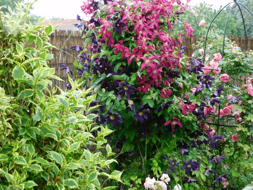  - Clematite 2020