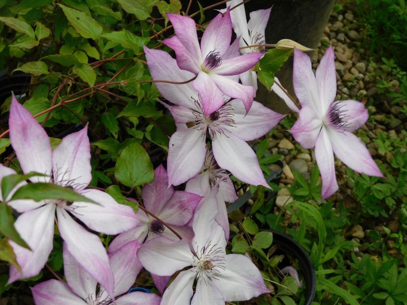  - Clematite 2020