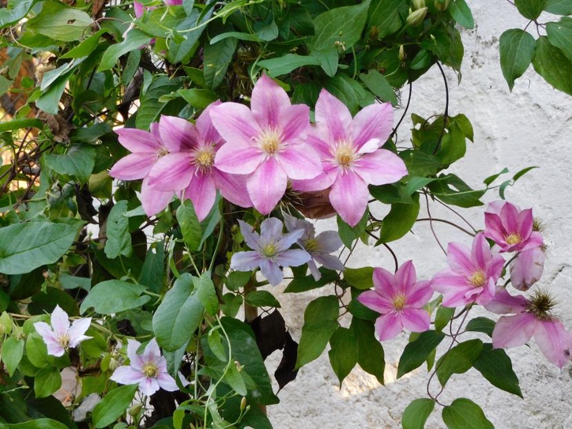  - Clematite 2020