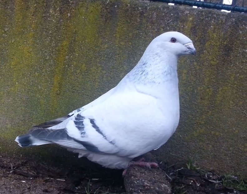 PL20-JRS 35 (M.) Archiwum - g- MLODE-2020 - Youth