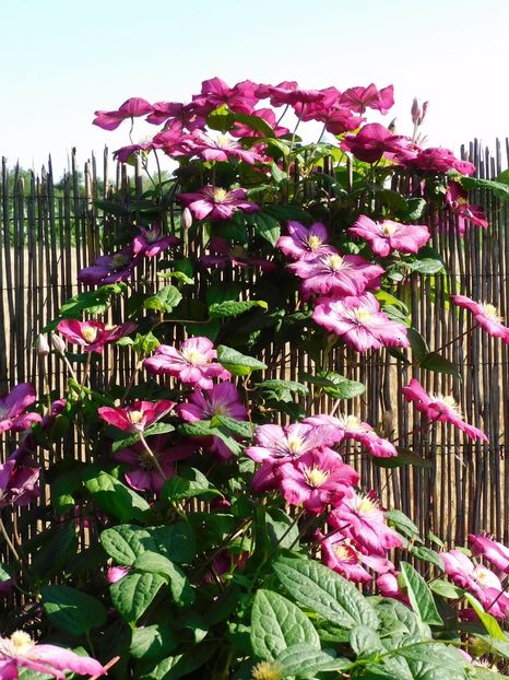  - Clematite 2020