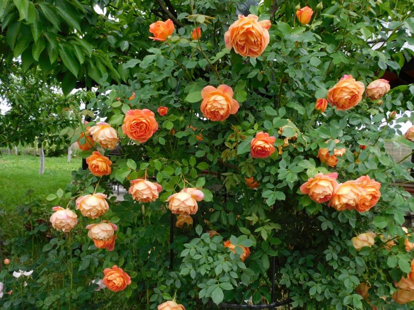 LoS - Trandafiri urcatori 2020