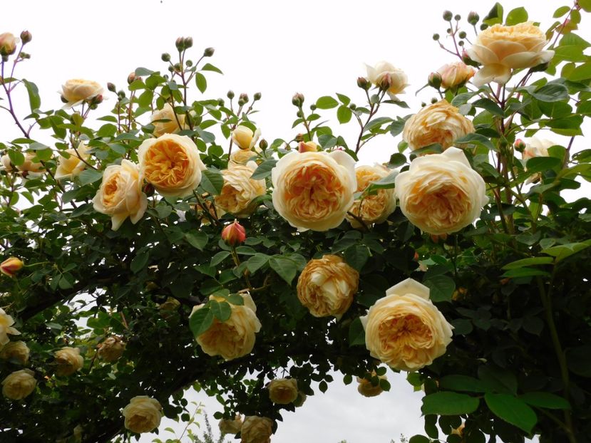  - Trandafiri urcatori 2020