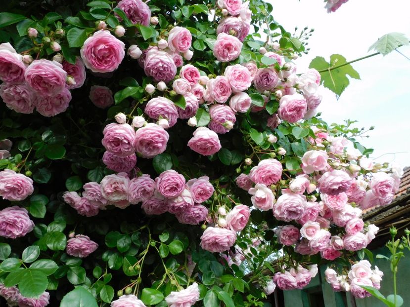 Jasmina - Trandafiri urcatori 2020