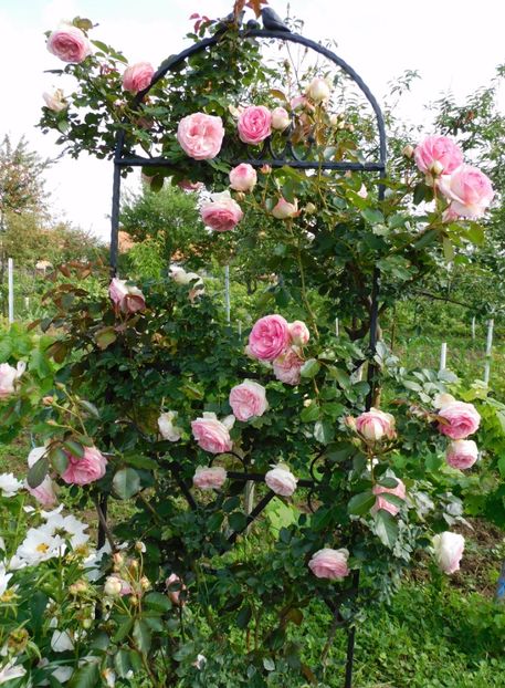 Eden rose - Trandafiri urcatori 2020