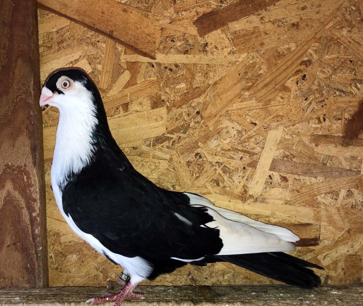 mascul  2016 - Plecați ALBUM 3