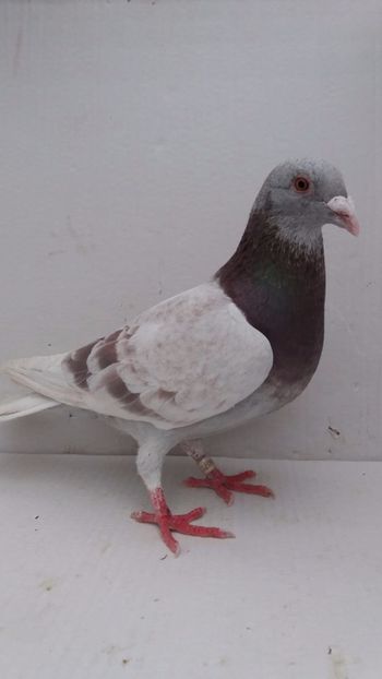 M 2020 vandut - De! voiajori vanduti