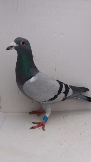 M 2019 vandut - De! voiajori vanduti