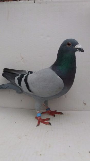 M 2018 vandut - De! voiajori vanduti