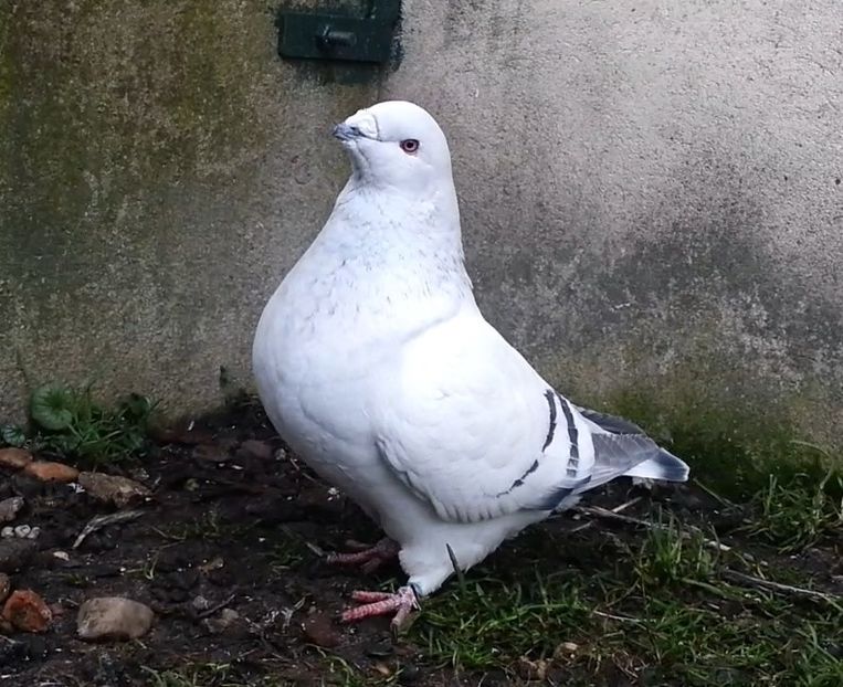 PL20-A752 - g- MLODE-2020 - Youth