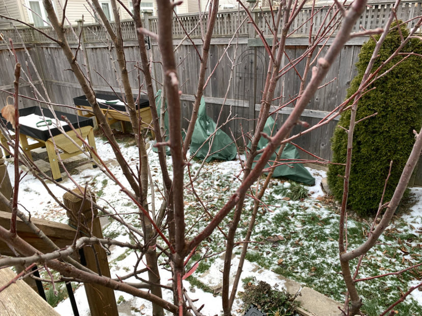  - Jurnalul gradinii 2021