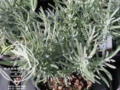 lavanda argintie - Silver Mist 6 - LAVANDA HIBERNICA argintie