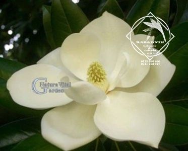 magn.v.verde1 - MAGNOLIA VESNIC VERDE