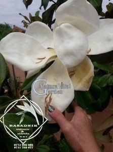 magn.v.verde2 - MAGNOLIA VESNIC VERDE